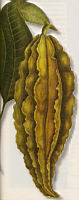 Gousse de cacao